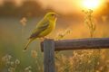 HELLO, MY CANARY - CAPITOLO 1